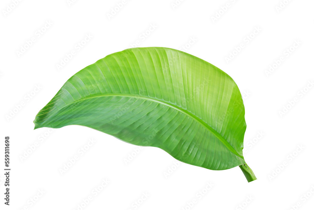Fototapeta premium tropical banana leaf texture in garden, abstract green leaf, large palm foliage nature. banana leaf isolated on white background,