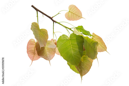 Foto Bodhi leaves isolated on White background or Peepal Leaf from the Bodhi tree,