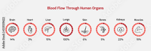 Tableau sur toile Blood flow through human organs - human organs, blood flow, blood percentage - v