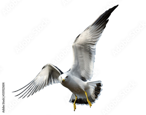 Canvas Print seagull isolated on white png