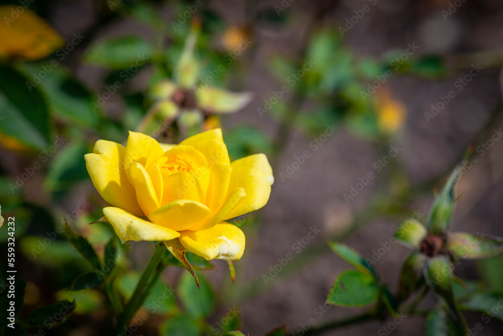 A closeup image of a tender yellow rose in a garden A closeup image of a tender yellow rose in a garden