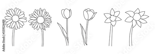 Camomile or chamomile, tulip and daffodil flowers hand drawn line art