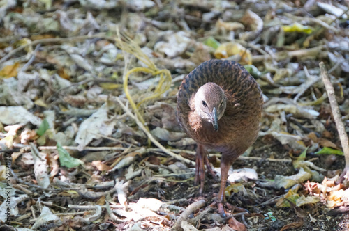 A Weka foraging in the undergrowth of native bush in New Zealand