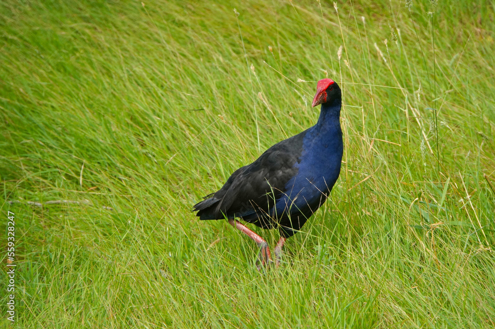 New Zealand Pukeko (Purple Swamphen) walking in the long grass New Zealand Pukeko (Purple Swamphen) walking in the long grass