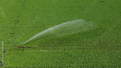 Aerial, agriculture crop irrigation machine using center pivot sprinkler system. Automatic irrigation for good harvest. Smart agriculture eco farming concept artificial intelligence.