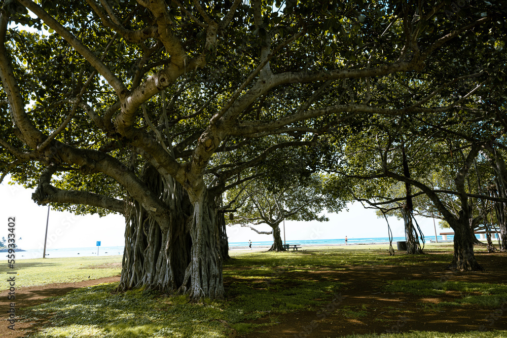 Obraz premium ハワイの公園の木 バニヤンツリー