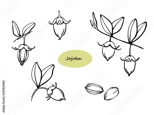 Hand drawn jojoba nuts and seeds on branch black and white outline illustration photo