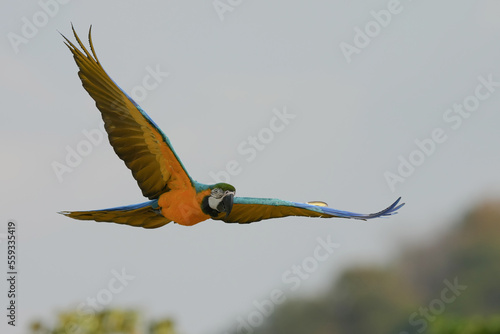 Blue and yellow macaw , Blue and gold macaw are flying in green tree rain forest.