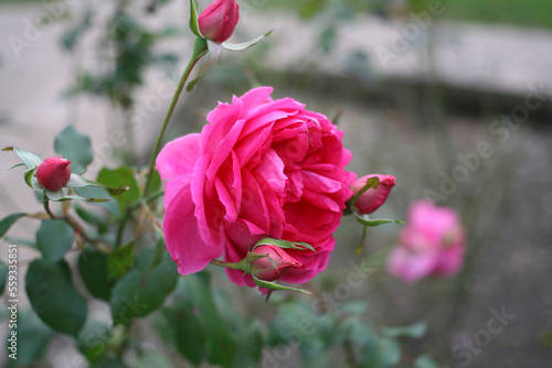 beautiful pink rose in the garden