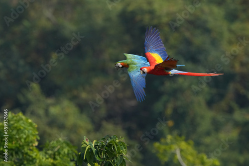 Scarlet macaw is freedom in green forest. 