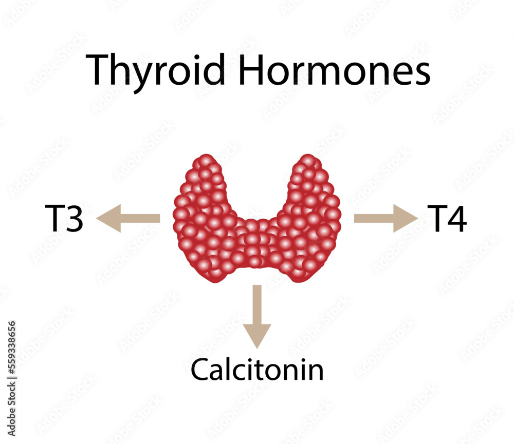 Thyroid gland, Thyroid hormones. T3,Triiodothyronine, T4
