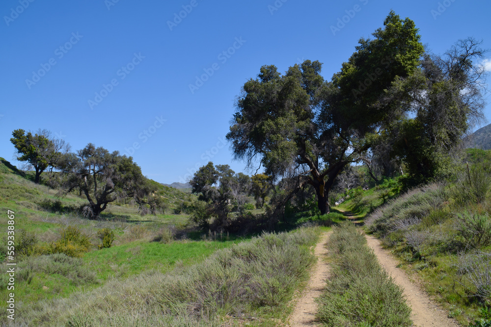 Fototapeta premium Oak Trees in Placerita Canyon, Santa Clarita, Los Angeles County