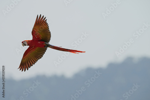 Scarlet Macaw (Ara macao) fly free © Sanit