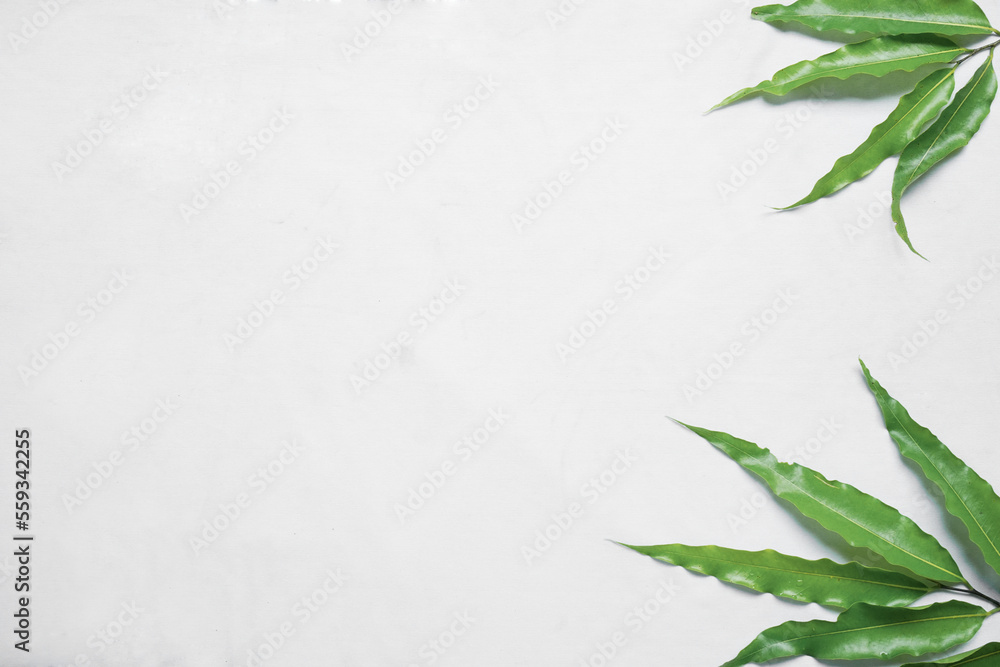 monoon longifolium (polyalthia longifolia) leaves on white background. Summer concept. Flat lay, top view, copy space, closeup monoon longifolium (polyalthia longifolia) leaves on white background. Summer concept. Flat lay, top view, copy space, closeup
