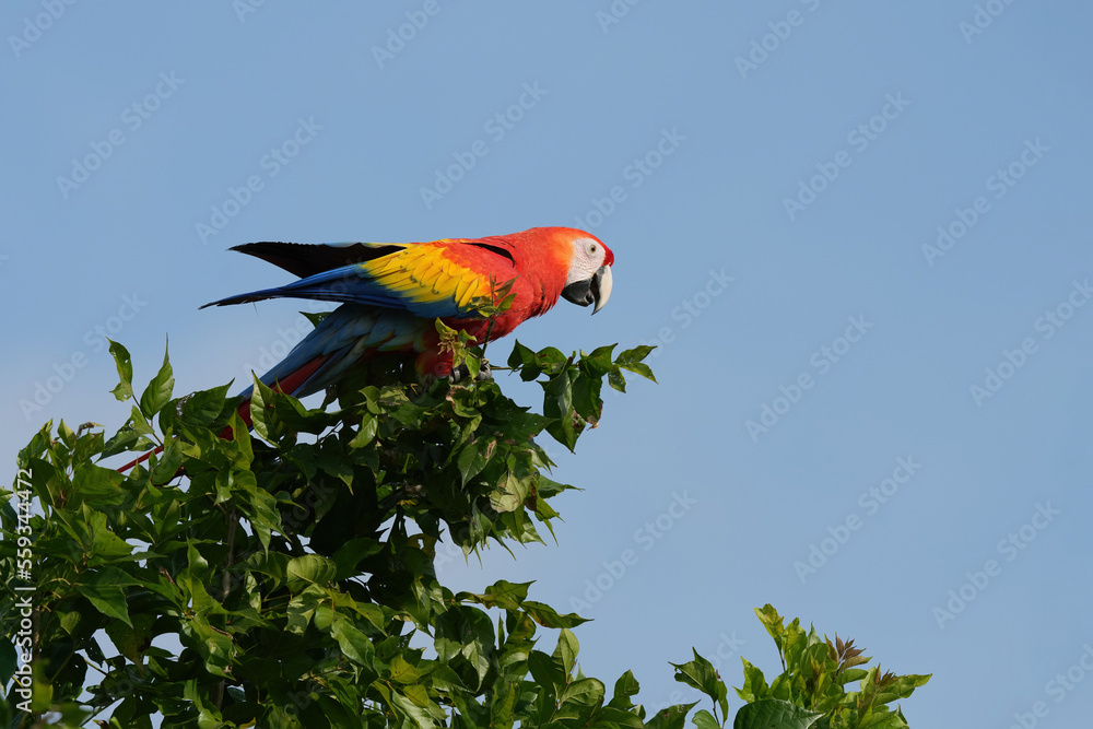 Obraz premium Scarlet macaw is freedom in green forest. 