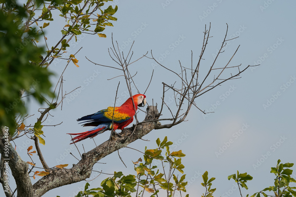 Obraz premium Scarlet macaw is freedom in green forest. 