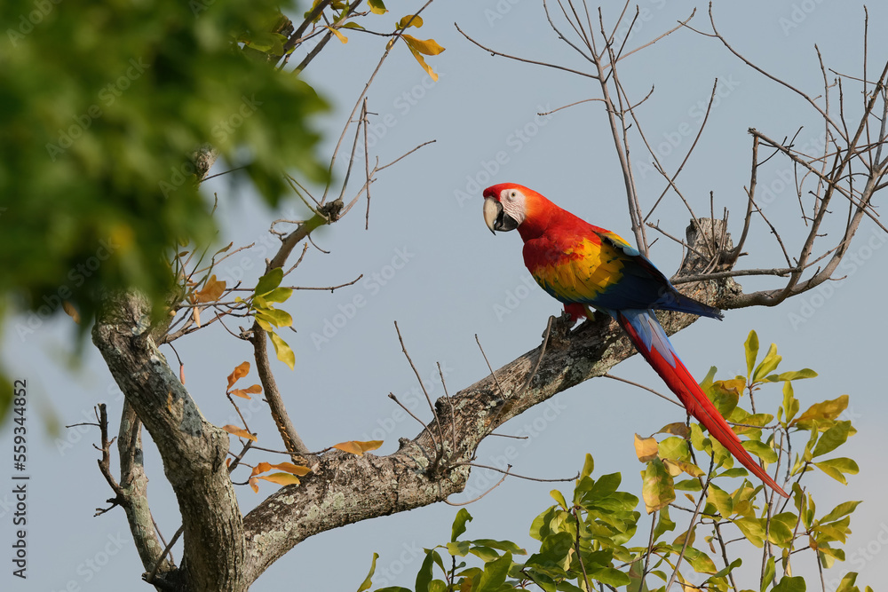 Scarlet macaw is freedom in green forest. Scarlet macaw is freedom in green forest.