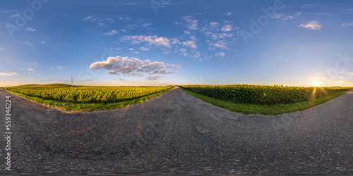 360 hdri panorama on no traffic old asphalt road among fields of sunflowers at sunset in equirectangular seamless spherical projection may use like sky replacement for drone panoramas