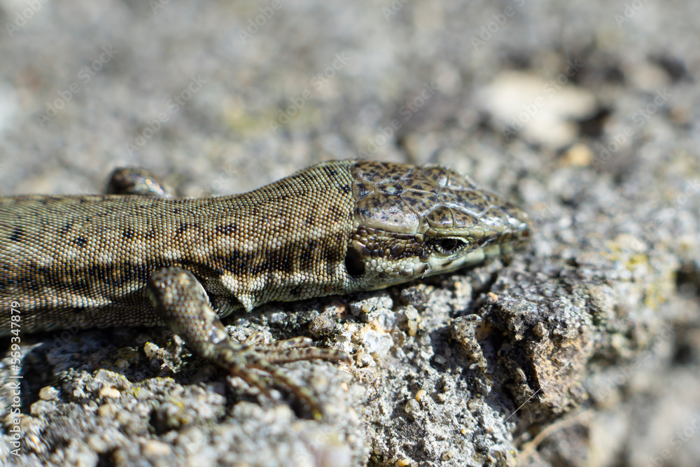 Close-up of lizard (Podarcis Hispanicus) with unfocused background on the stone
Close-up of lizard (Podarcis Hispanicus) with unfocused background on the stone