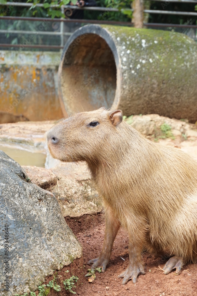 Capybara - Kapibara (Hydrochoerus hydrochaeris ), the largest living rodent in the world Capybara - Kapibara (Hydrochoerus hydrochaeris ), the largest living rodent in the world