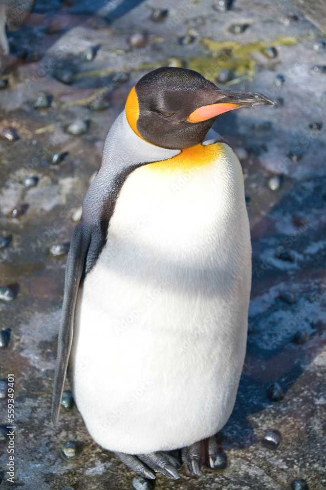 Fototapeta premium オウサマペンギン