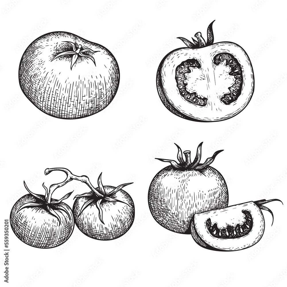 Hand drawn sketch style tomatoes set. Fresh whole and cut tomatoes in ...