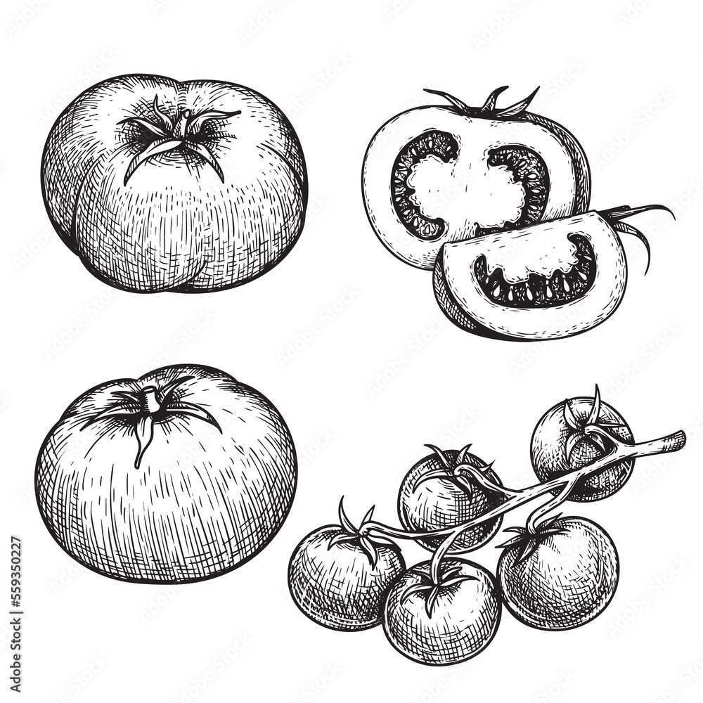 Hand drawn sketch style tomatoes set. Fresh whole and cut tomatoes in ...