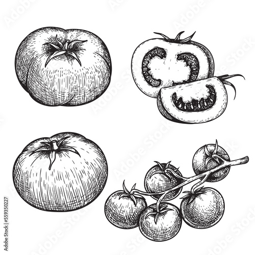 Hand drawn sketch style tomatoes set. Fresh whole and cut tomatoes in retro vintage style. Best for restaurant menu and market designs. Vector illustrations collection.
