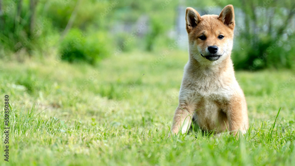 Close-up Portrait of beautiful and happy red shiba inu puppy sitting in the green grass in summer. Cute and crazy japanese red dog posing at sunset. Sunny day