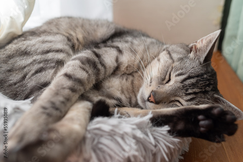 Fototapeta Naklejka Na Ścianę i Meble -  窓辺で眠る猫　サバトラ猫