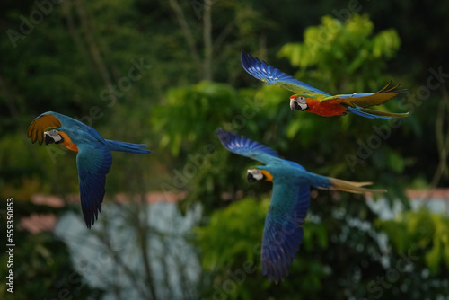 Green wing macaw freedom bird in green forest.