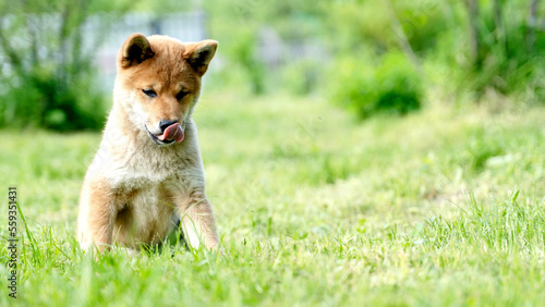 Fotografía Close-up Portrait of beautiful and happy red shiba inu puppy sitting in the green grass in summer
