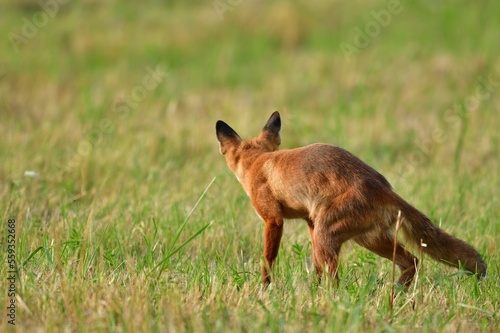 Red fox stalking on a meadow for mouse photo