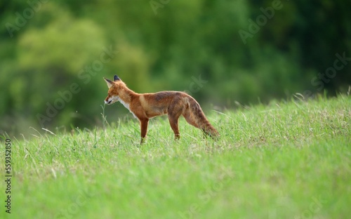 Red fox runs across the meadow to the forest photo