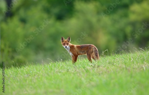 Portrait of red fox walking on the meadow grass photo