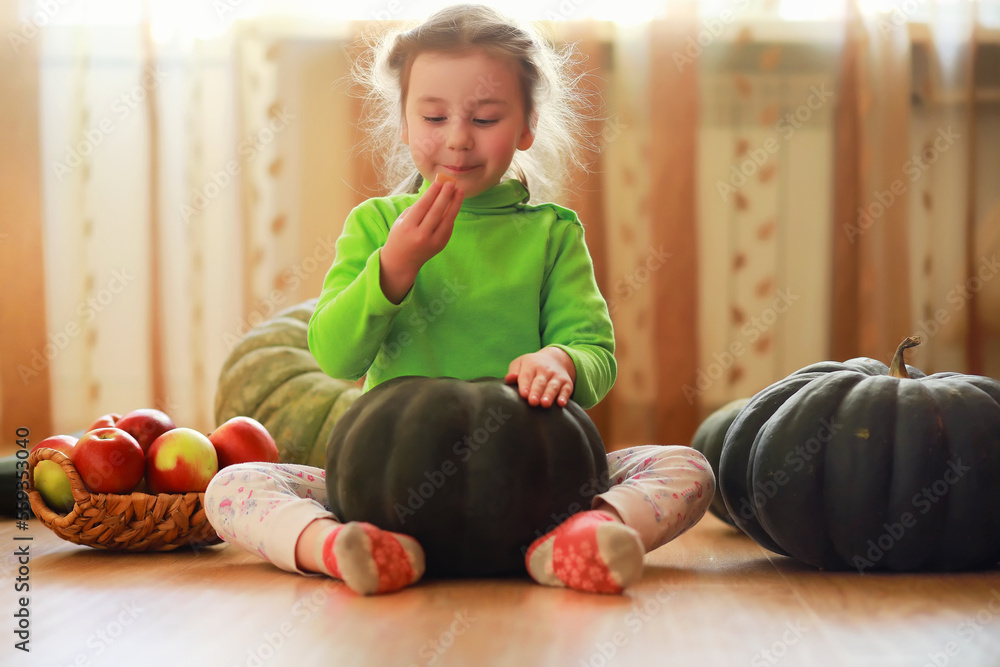 Fototapeta premium Little child choose a pumpkin at autumn. Child sitting on giant pumpkin. Pumpkin is traditional vegetable used on American holidays - Halloween and Thanksgiving Day.