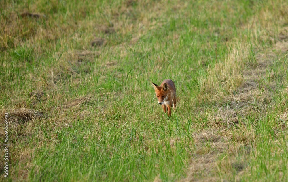 Portrait of red fox walking on the meadow grass Portrait of red fox walking on the meadow grass