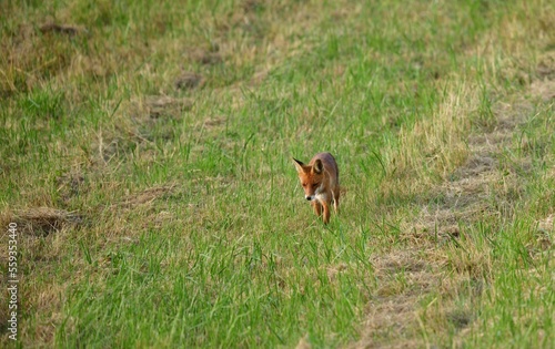 Portrait of red fox walking on the meadow grass