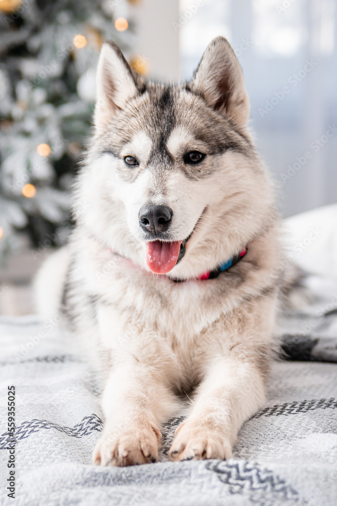 Fototapeta premium A gray husky dog lies on a bed against the background of Christmas and New Year decorations and a Christmas tree.