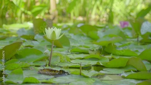 water lily grows against the background of water lilies from the water