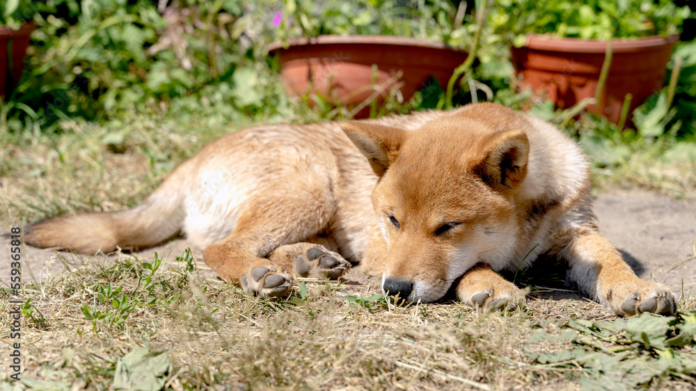 shiba inu's dog sleeps on the grass shiba inu's dog sleeps on the grass