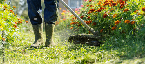 a man mows green grass with a trimmer
