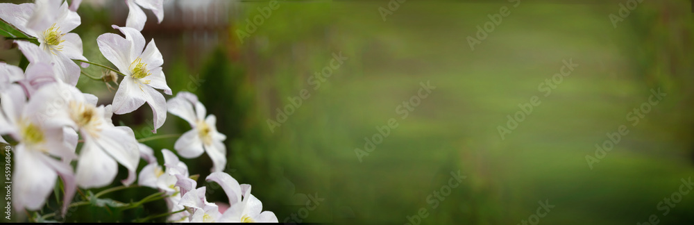 Selective focus on some clematis flowers.Floral background of delicate pearl-colored flowers. High quality photo