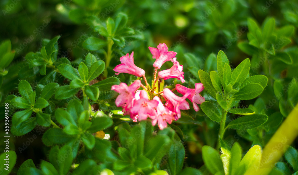 the beautiful flowers of the small mountain rhododendron the beautiful flowers of the small mountain rhododendron