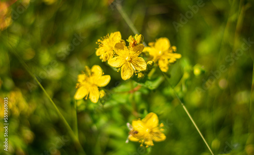 the yellow flower of the buttercup in spring