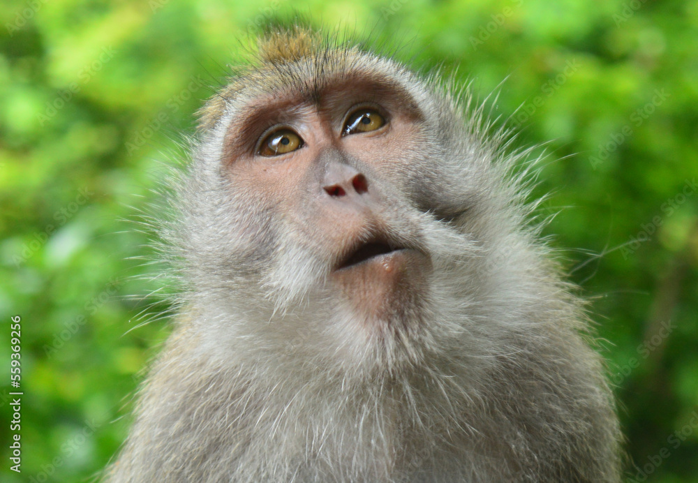 Obraz premium close up of a monkey forest