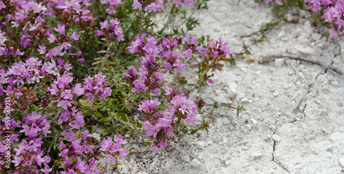 Wild Thyme Thymus serpyllum flowers  small plants growing on bare chalk.