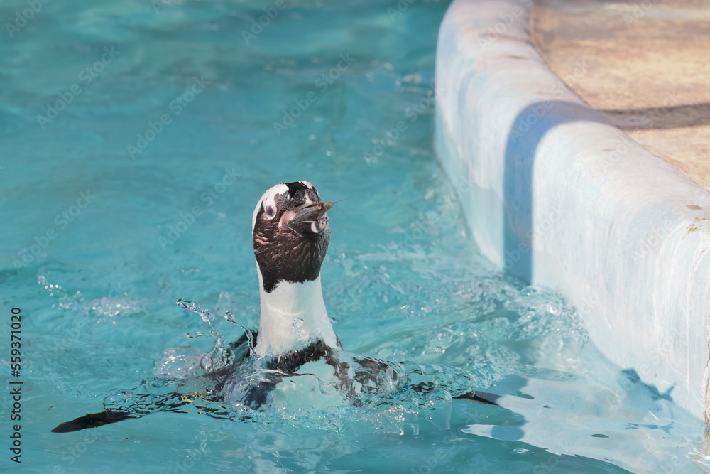 Obraz premium フンボルトペンギン