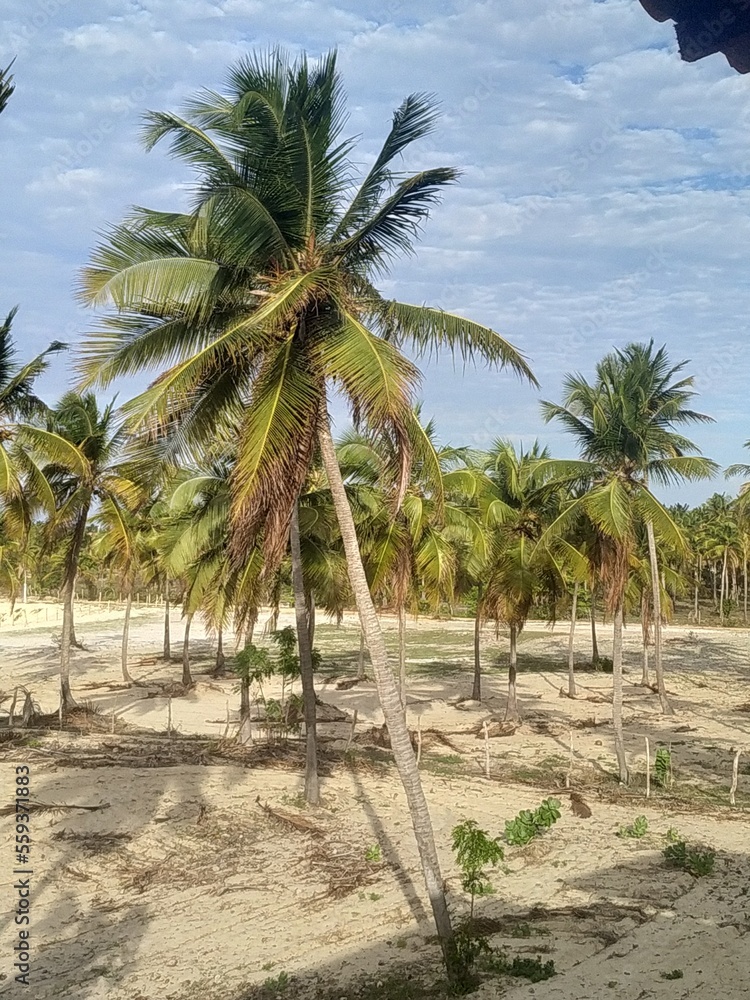 Paradise in Brazil