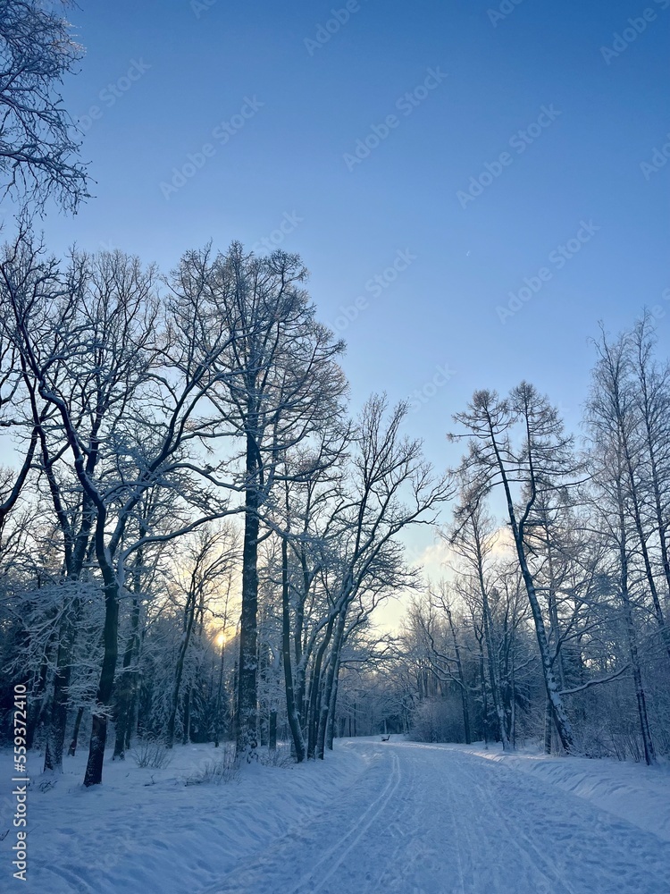 winter park, trees branches covered by the snow, blue sky winter park, trees branches covered by the snow, blue sky